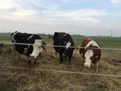 Altri animali domestici presso l'agriturismo o nei dintorni