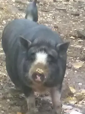 Altri animali domestici presso l'agriturismo o nei dintorni