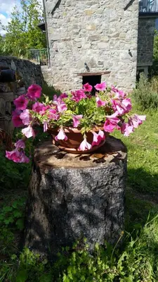 Giardino di La casa del girasole