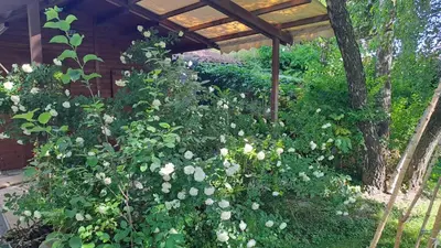 Giardino di Ducathotel