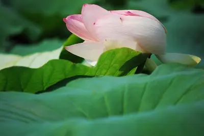 Giardino di Antico Residence, MantegnaHotels