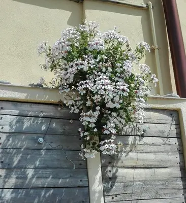 Giardino di Casa Ofelia
