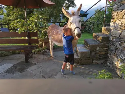 Altri animali domestici presso il bed & breakfast o nei dintorni