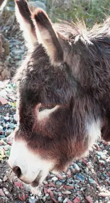 Altri animali domestici presso l'agriturismo o nei dintorni