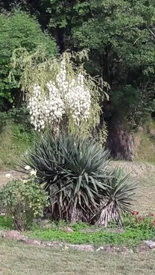 Giardino di B&B Oasi Verde