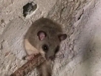 Altri animali domestici presso il bed & breakfast o nei dintorni