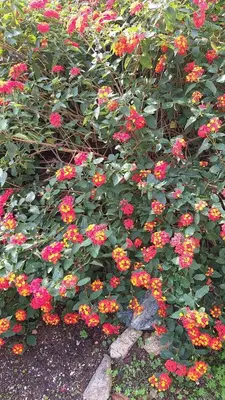 Giardino di maru