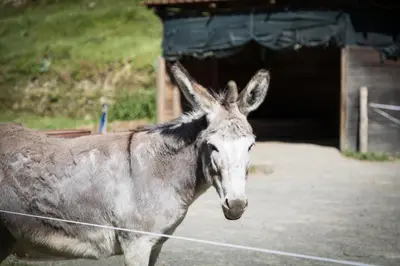 Altri animali domestici presso l'agriturismo o nei dintorni