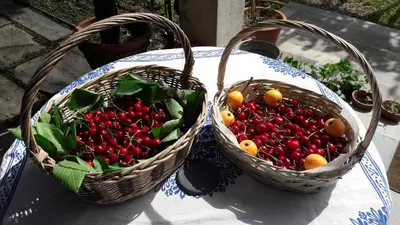 Cibo presso il bed & breakfast o nelle vicinanze