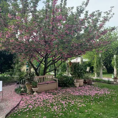 Giardino di Secret Garden and Cozy Flat