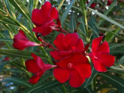 Giardino di Affittacamere Graziella