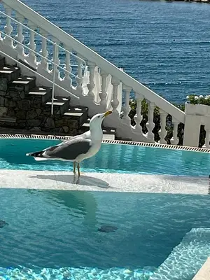 Piscina di Hotel Helvetia o nelle vicinanze