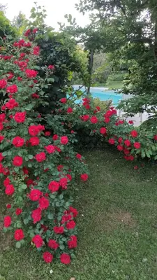 Giardino di B&B Villa Valchero
