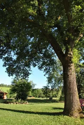 Giardino di B&B La vecchia quercia Home Restaurant
