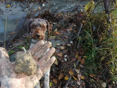 Ospiti di AGRITURISMO BOSCO LONGHINO con animali domestici