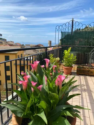 Balcone o terrazza di LA TERRAZZA DI MONTEROSSO