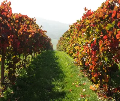 Giardino di Pianderna Agriwellness