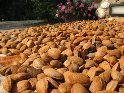 Planimetria di Agriturismo Campagnoletto