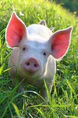 Altri animali domestici presso l'agriturismo o nei dintorni