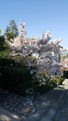 Planimetria di Nel giardino di Oz