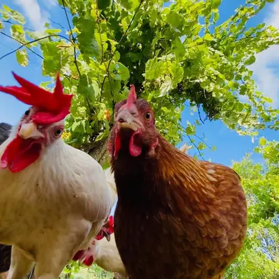 Altri animali domestici presso l'appartamento o nei dintorni
