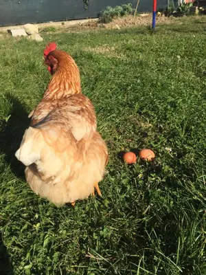 Altri animali domestici presso l'appartamento o nei dintorni