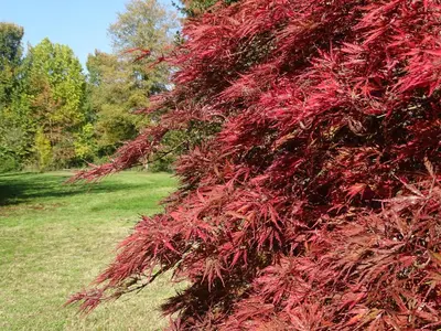 Giardino di Corte Isolo