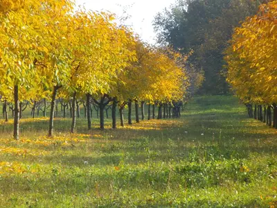 Giardino di Alloggio Cantalupo