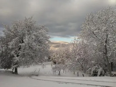 La ghiandaia durante l'inverno