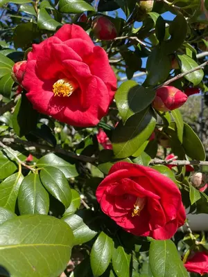 Giardino di Appartamento sole&mare