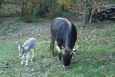 Altri animali domestici presso l'agriturismo o nei dintorni