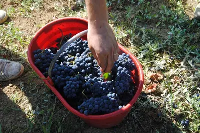 Planimetria di La Rondanina
