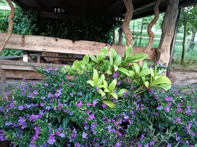 Giardino di Fattoria Branciana
