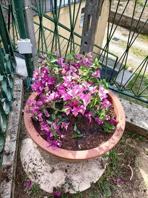 Giardino di Da Ange e Bru