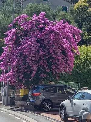 Giardino di TERRAZZA SUL MARE IN VIA DEVOTO
