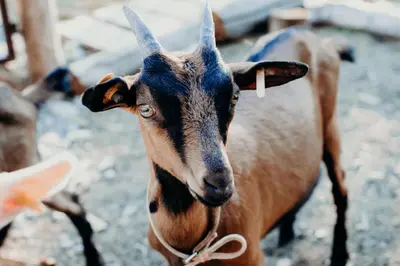 Altri animali domestici presso l'agriturismo o nei dintorni