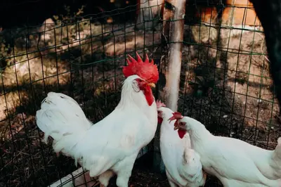 Altri animali domestici presso l'agriturismo o nei dintorni