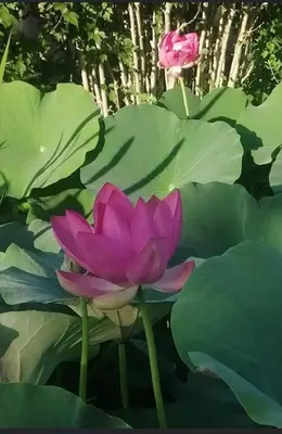 Giardino di Cuor di Mantova B&B
