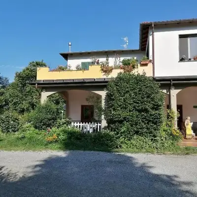 Le camelie