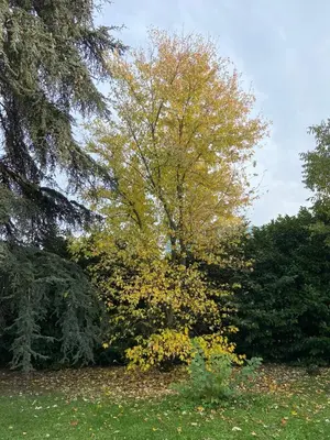 Giardino di Acero Giallo