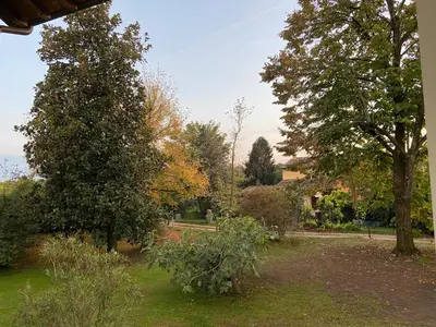 Giardino di Acero Giallo