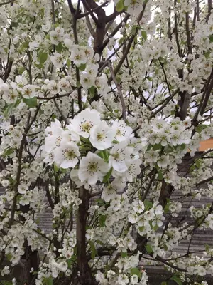 Giardino di Appartamento in Cascina Cortazza