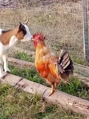 Altri animali domestici presso il bed & breakfast o nei dintorni