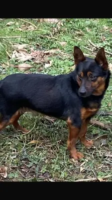 Ospiti di Residence Ai Laghi con animali domestici