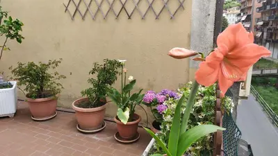 Giardino di I love Rapallo La casa AlMar