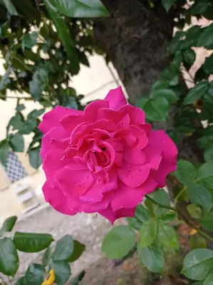 Giardino di Casa della Ludo B&B