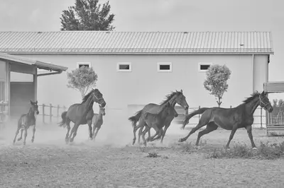 Altri animali domestici presso l'agriturismo o nei dintorni