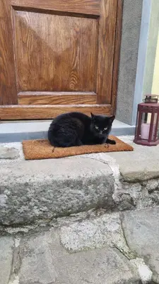 Ospiti di La Casa Di Edy con animali domestici