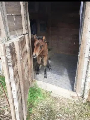 Altri animali domestici presso l'appartamento o nei dintorni