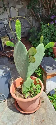 Giardino di Casa La Civetta - visita Sestri Levante e le Cinque Terre